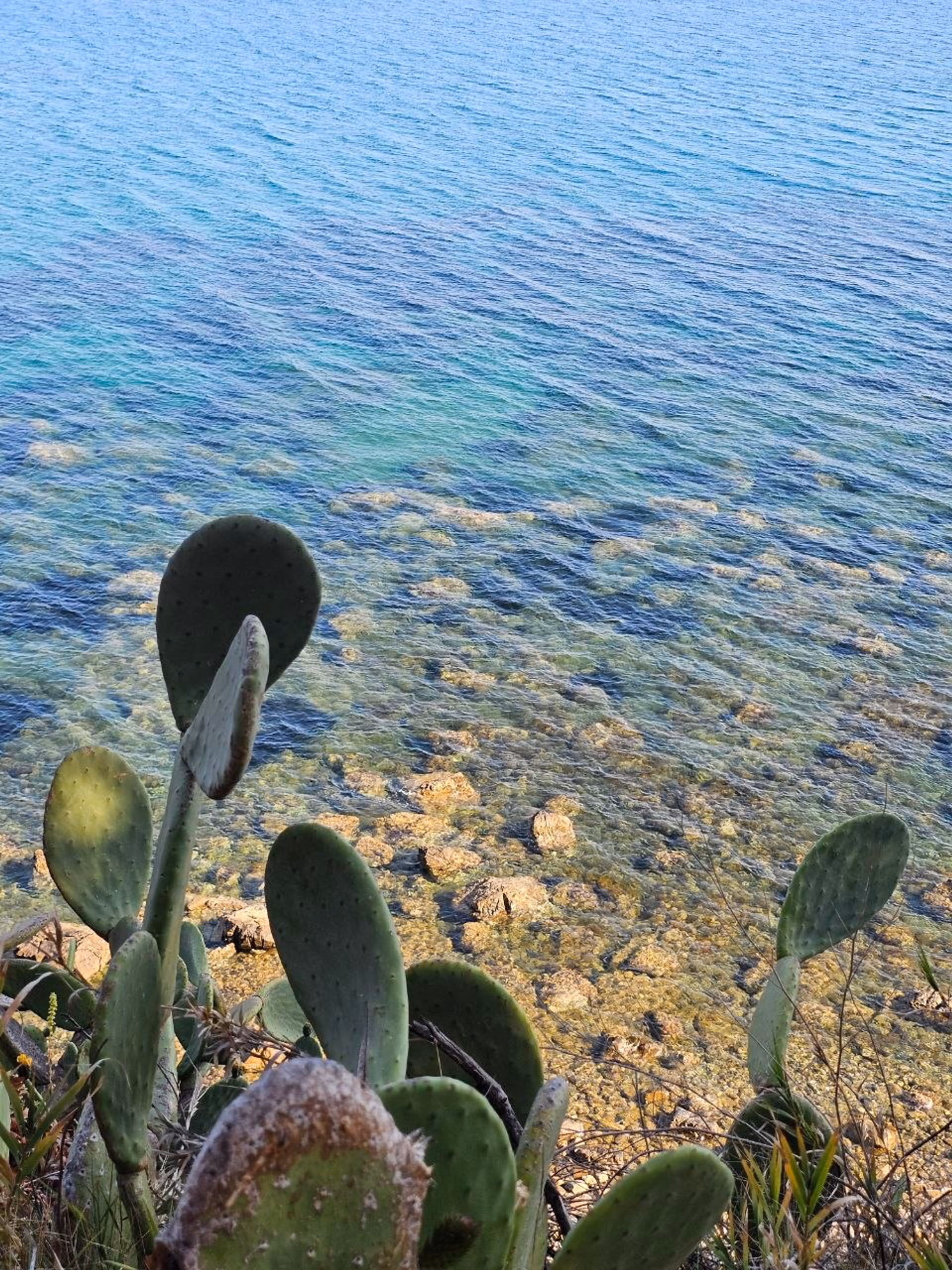 Die Cilento-Kueste von oben mit Feigenkakteen und klarem Meer